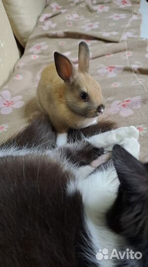 Цветной карлик.Дикаративные кролики