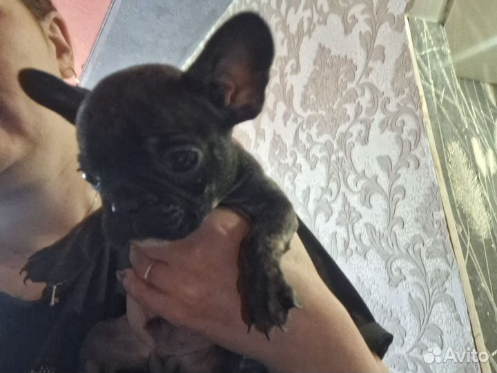 Французский бульдог