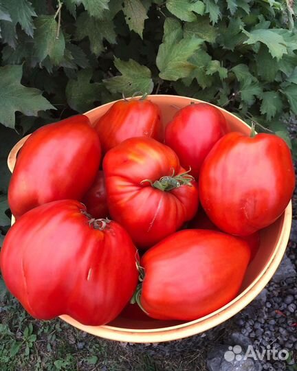 Семена томатов