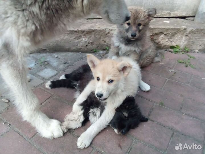Щенки (смесь хаски)