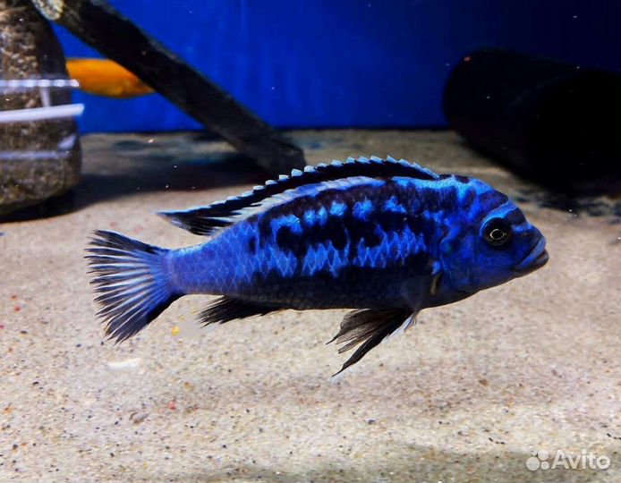 Яркие Цихлиды