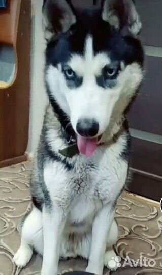 Отдам бесплатно