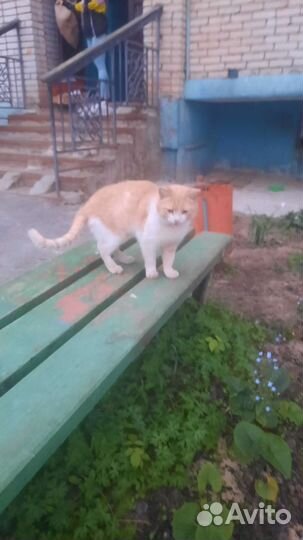 Кошки ищет хозяина