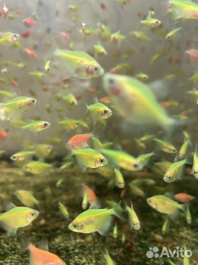 Рыба оптом и в розницу собственного разведения