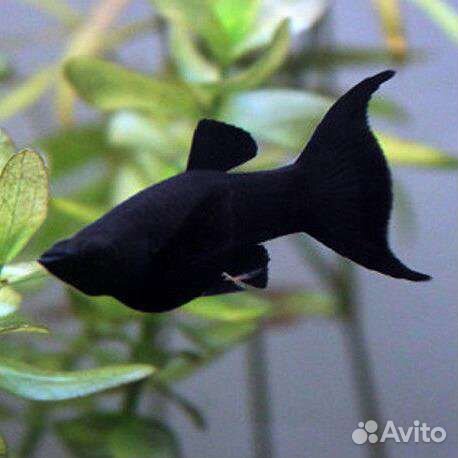 Моллинезия чёрная