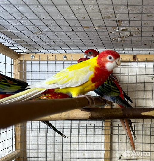 Попугайчики певчие и другие