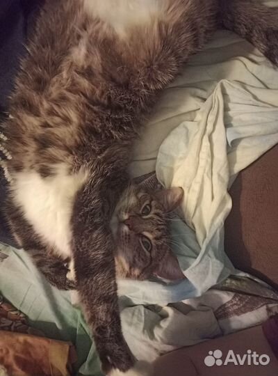 Кошка в добрые руки бесплатно