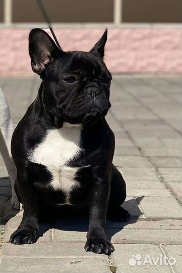 Французский бульдог щенки девочки