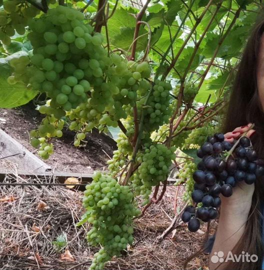 Садовые растений