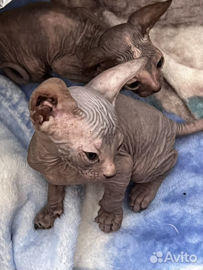 Донской сфинкс котята