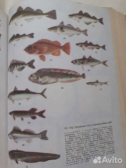 Справочник товароведа продтоваров 2 тома СССР