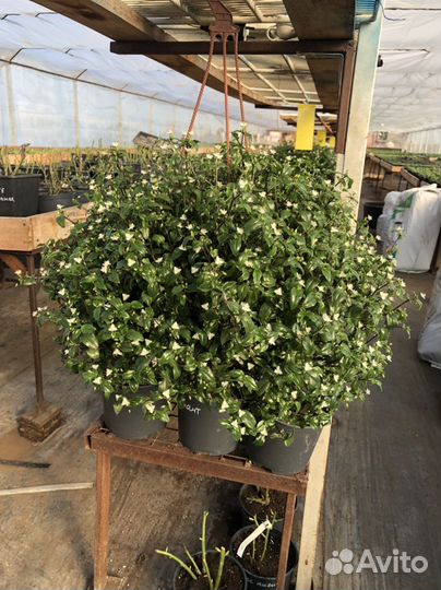 Традесканция в кашпо