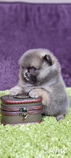 Померанский шпиц мини