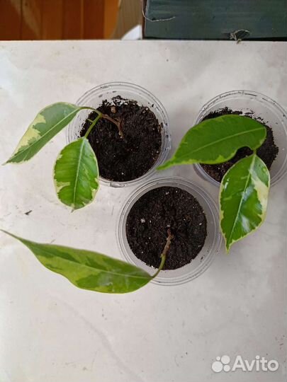 Цветы комнатные