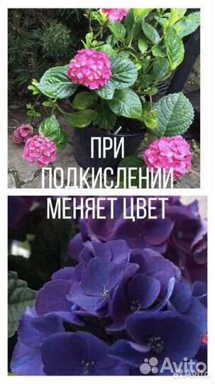 Гортензия 36 сортов