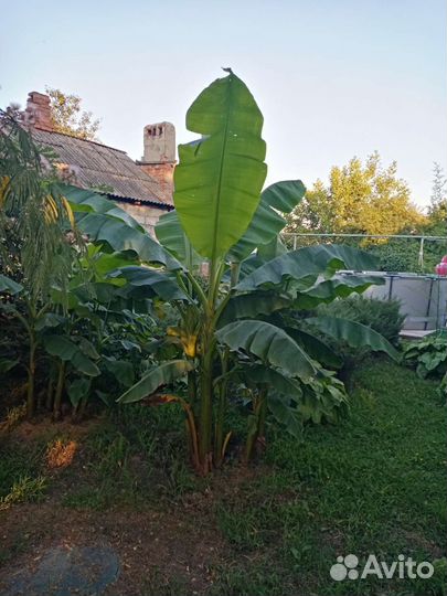 Банановая пальма