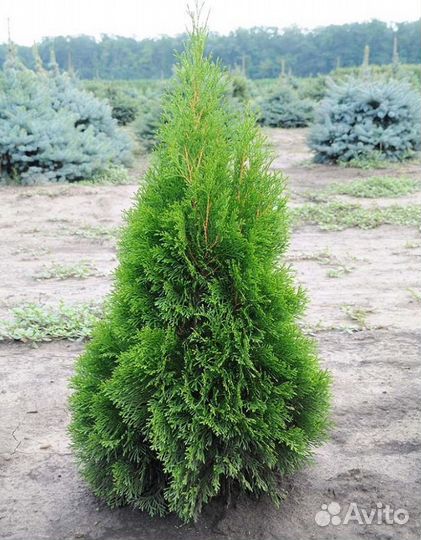 Туя Брабант 1,5 м с посадкой