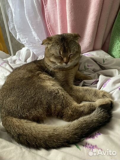 Шотландский кот на вязку