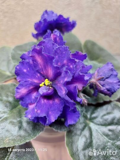 Фиалка сортовая