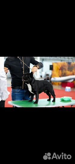 Французский бульдог вязка кобель