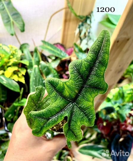 Алаказия Жаклин