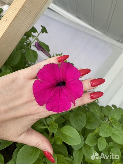 Семена петунии Wave purple уп 5шт