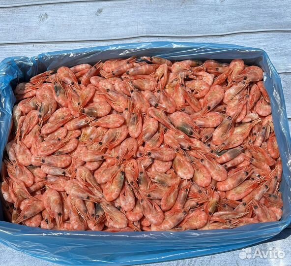 Креветка северная 250+
