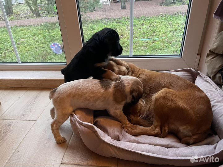 Щенки кокер спаниеля