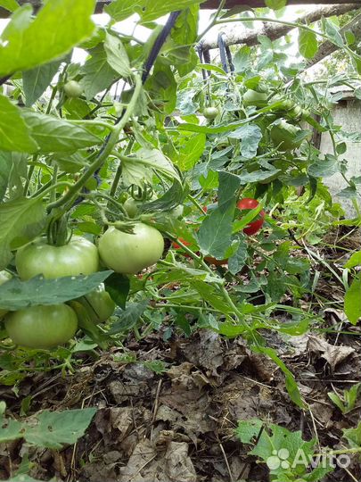 Монгольский карлик