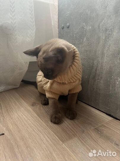 Свитер для животных