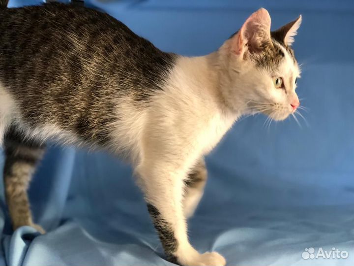 Котёнок Мурзик