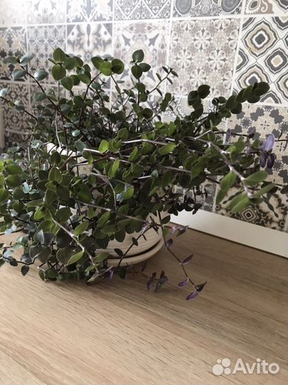 Комнатные растения