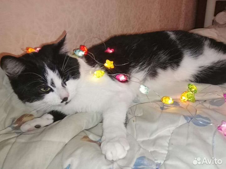 Кошка в дар бесплатно