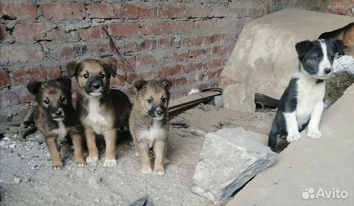 Щенки бездомные