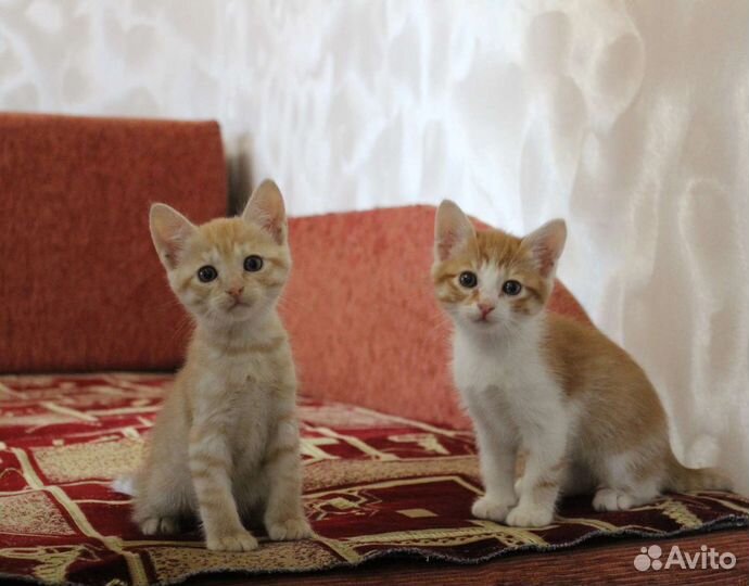 Рыжий котенок