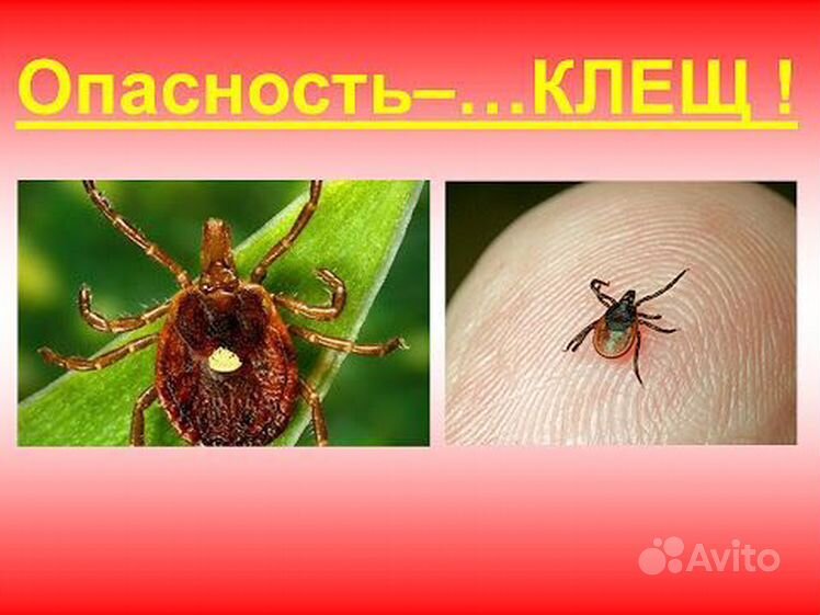 В августе клещи активны. Разновидности клещей. Опасность клещей.