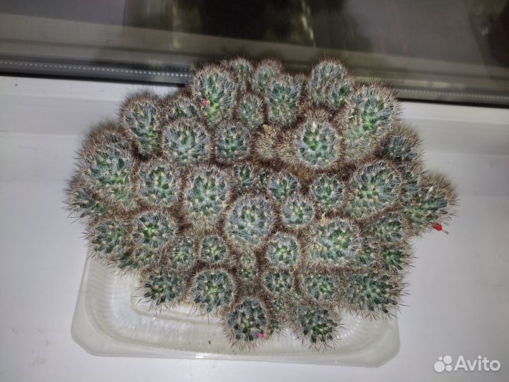 Маммиллярия побегоносная (два сорта) + м. Гана