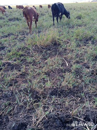 Корова стельная дойная