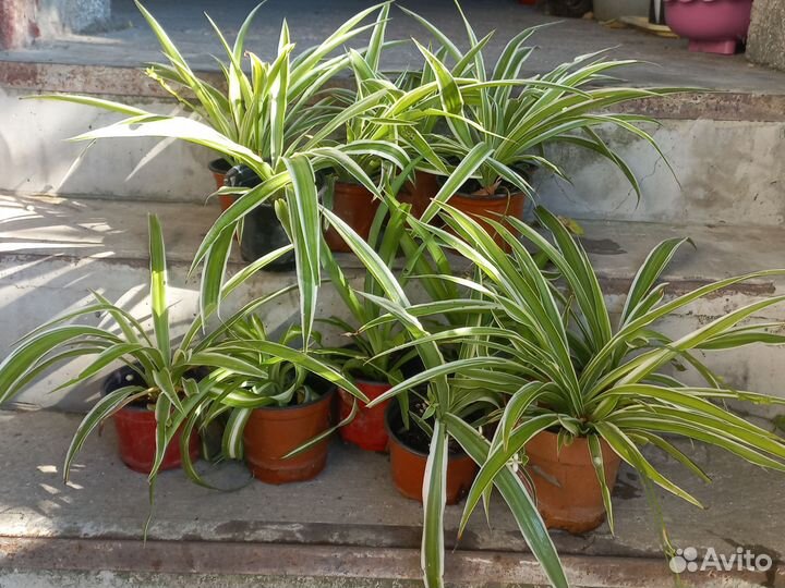 Хлорофитум