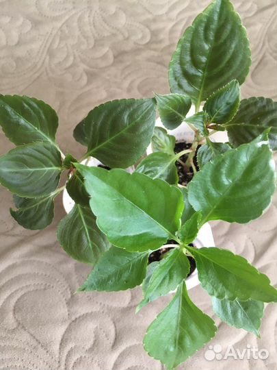 Бальзамин махровый