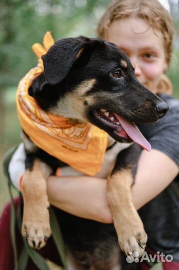 Маленькая собака щенок бесплатно из приюта