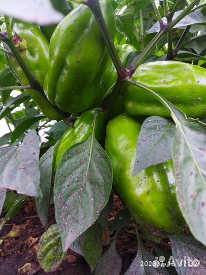 Овощи с дачи