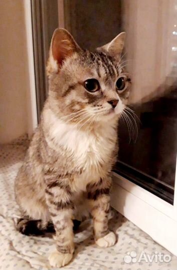 Молоденький и добрый кот Боня ищет семью