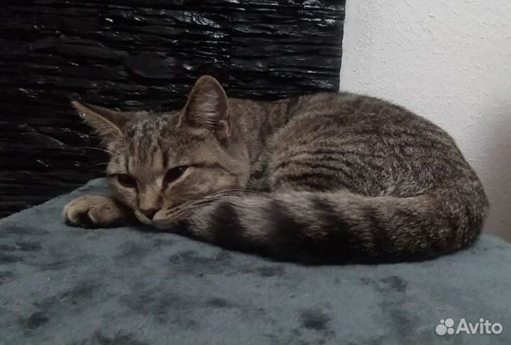 Котик в добрые руки