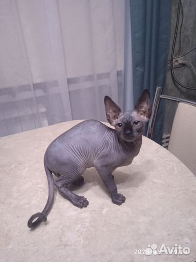 Канадский сфинкс