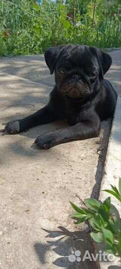 Щенок мопса девочка и мальчик