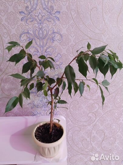 Фикусы,Филодендроны