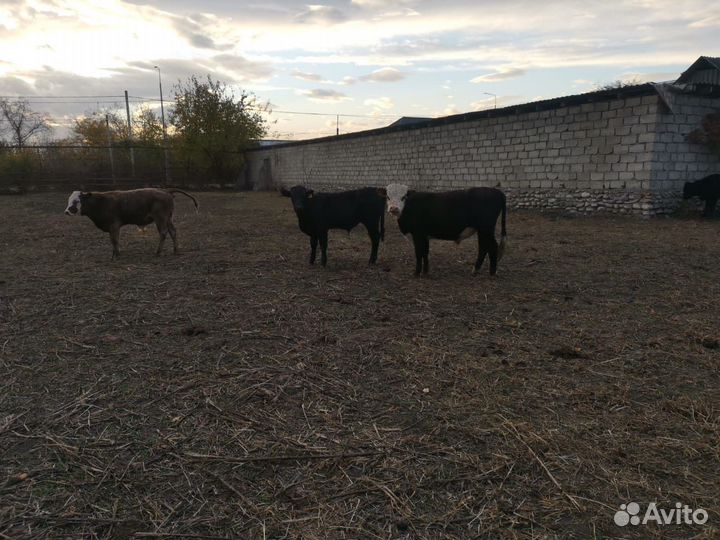 Бычки