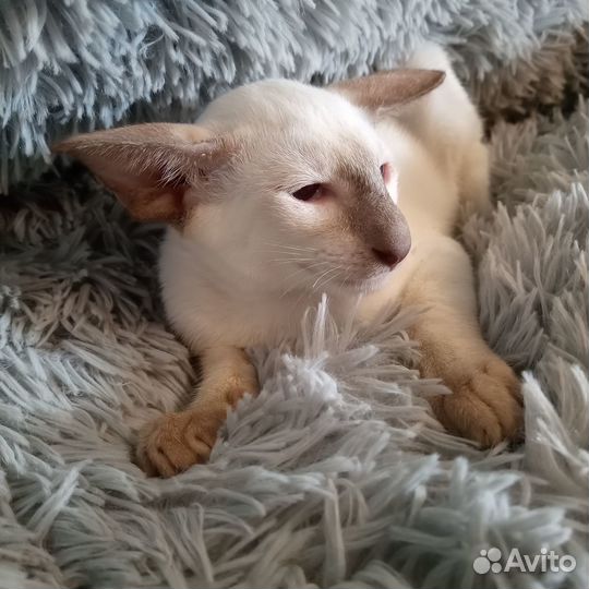 Кот и кошка ориентальные сиамского окраса