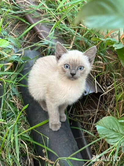 Котята